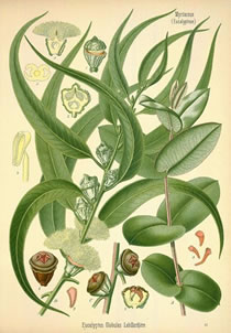 herbaria uses eucalyptus in its all natural soaps