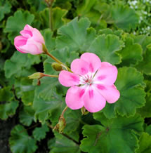 Rose Geranium