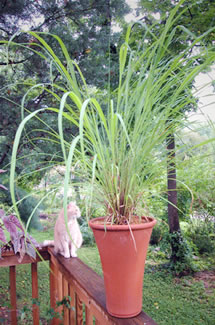 herbaria uses lemongrass in its all natural handmade soap