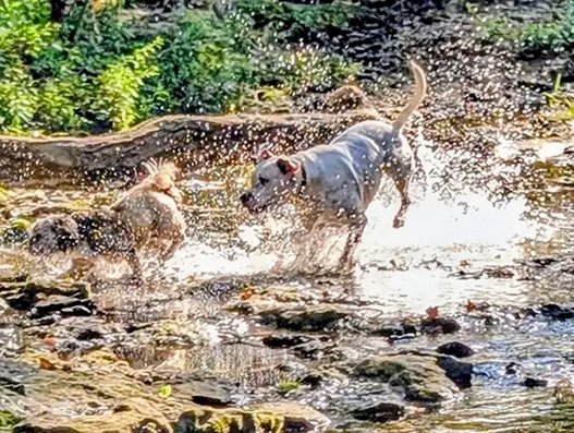 Dogs, Sugar and Bubble, run through a creek.s