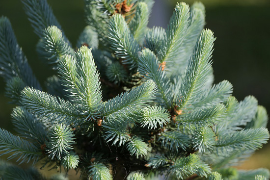 silver fir