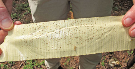 seed ticks on tape