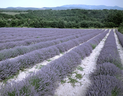 lavender fields