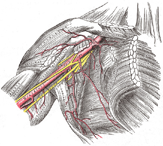 armpit nerves diagram