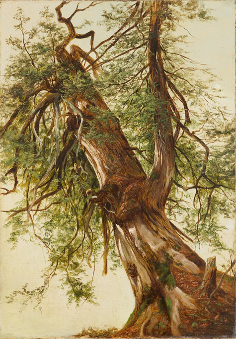 Cedar
