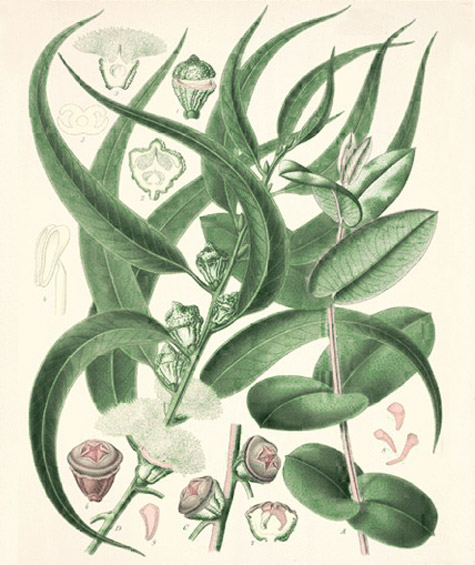 Eucalyptus Mint Ambiente