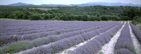 lavender fields