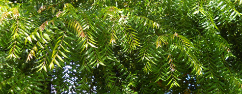 Neem
