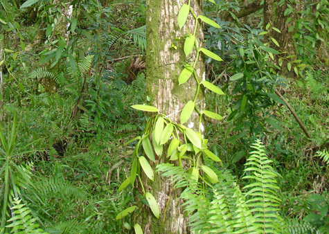 Vanilla plantation