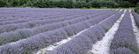 lavender field