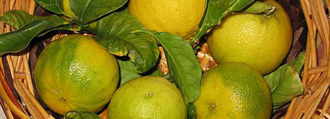 Bergamot fruits