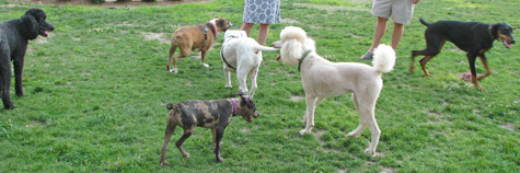 Dog Park