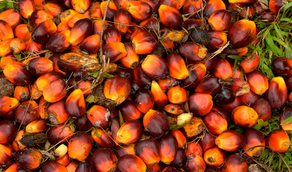 Facts of Palm Kernel Oil and How the Oil is Extraced?