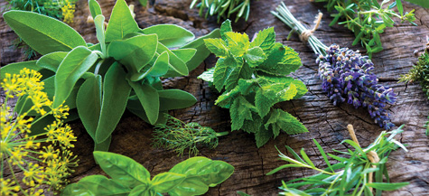 Herbs