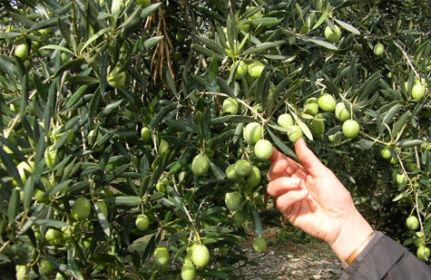 olives