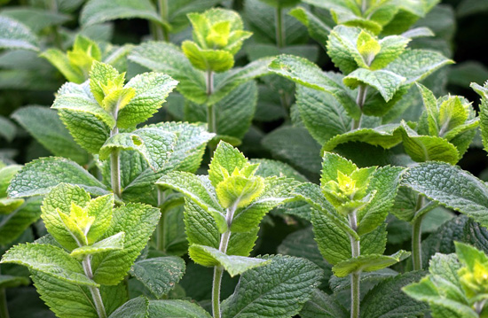 peppermint plant
