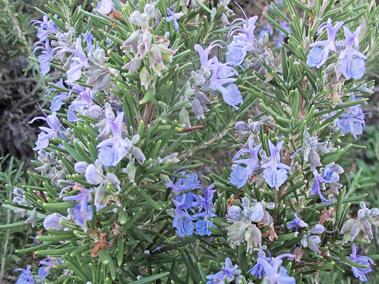 rosemary in flower