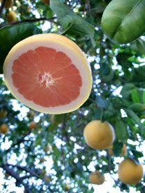 cocktail grapefruit tree
