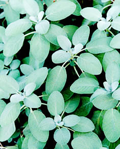 herbaria uses sage in its all natural handmade soaps