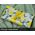 Gift Wrap - Lemons