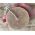 Camper's Choice Luffa Soap