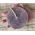 French Lavender Luffa Soap